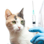 Вакцинация кошек на дому