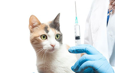 Прививки для кошек на дому